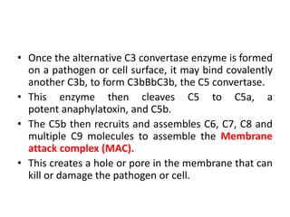 • Once the alternative C3 convertase enzyme is formed
on a pathogen or cell surface, it may bind covalently
another C3b, to form C3bBbC3b, the C5 convertase.
• This enzyme then cleaves C5 to C5a, a
potent anaphylatoxin, and C5b.
• The C5b then recruits and assembles C6, C7, C8 and
multiple C9 molecules to assemble the Membrane
attack complex (MAC).
• This creates a hole or pore in the membrane that can
kill or damage the pathogen or cell.
 