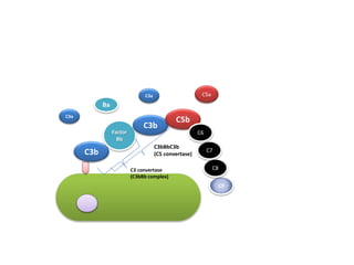 C3b
C3a
Factor
Bb
Ba
C3 convertase
(C3bBb complex)
C3b
C3a
C3bBbC3b
(C5 convertase)
C5b
C5a
C9
C8
C7
C6
 