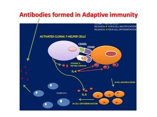 Antibodies formed in Adaptive immunity
 