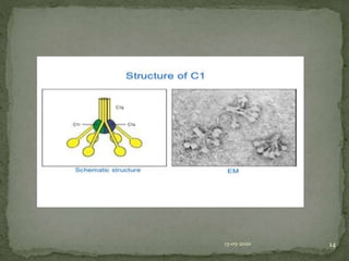 Complement system | PPT