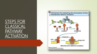Complement system | PPTX