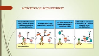 Lectin Complement System Complement system | PPTX