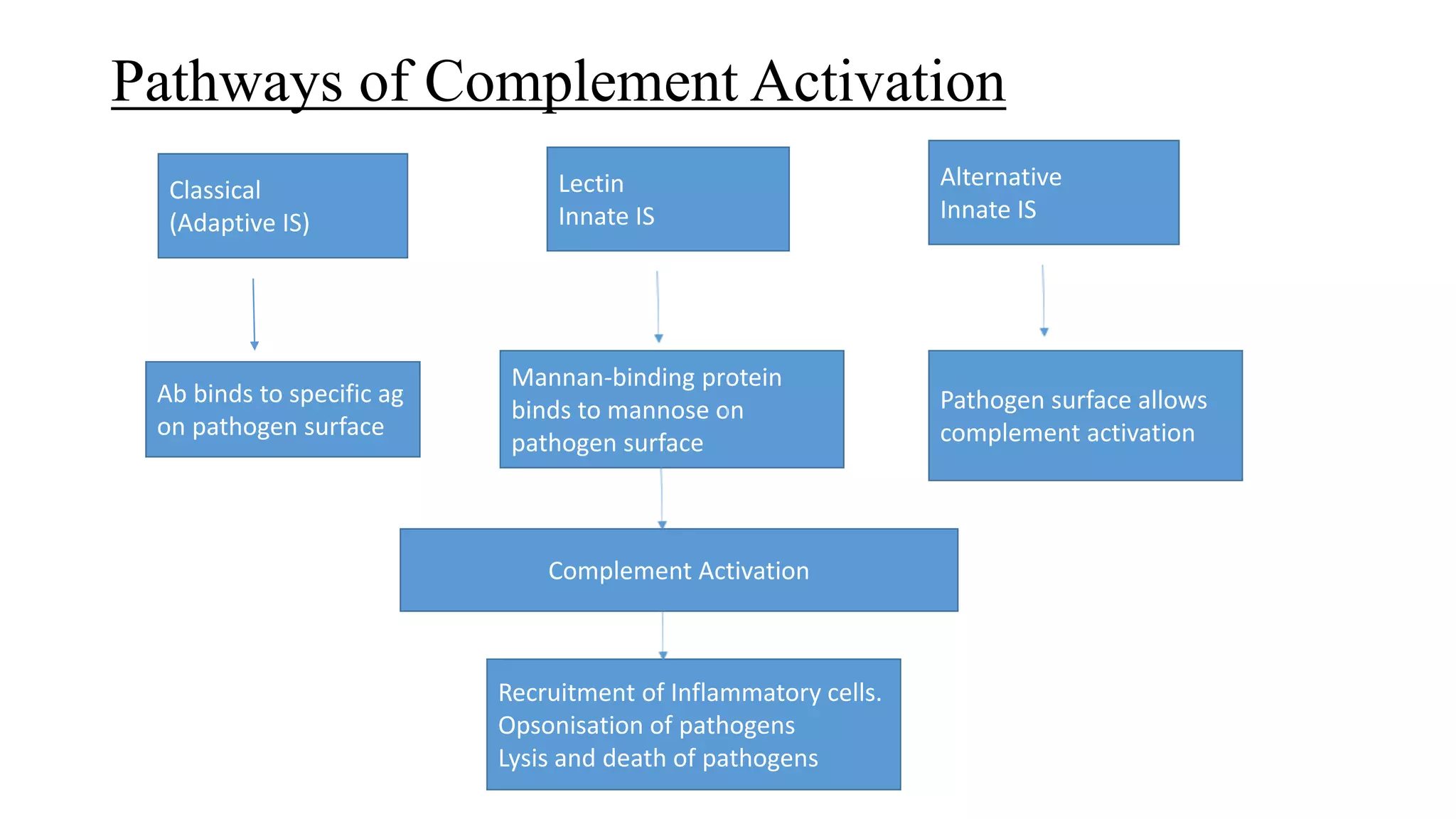 Pathways of Complement Activation
Classical
(Adaptive IS)
Lectin
Innate IS
Alternative
Innate IS
Ab binds to specific ag
on pathogen surface
Mannan-binding protein
binds to mannose on
pathogen surface
Pathogen surface allows
complement activation
Complement Activation
Recruitment of Inflammatory cells.
Opsonisation of pathogens
Lysis and death of pathogens
 