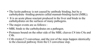 • The lectin pathway is not caused by antibody binding, but by a
carbohydrate -binding-protein called mannan-binding-lectin (MBL).
• It is an acute phase reactant produced in the liver and binds to the
carbohydrates on the surfaces of many pathogens.
• The major events are as follows :
• MBL binds to the carbohydrates on a pathogen.
• Proteases bound on the other side of the MBL cleaves C4 into C4a and
C4b.
• C4b creates C3 convertase, and the rest of the steps happen identically
to the classical pathway from the C3 convertase step.
 