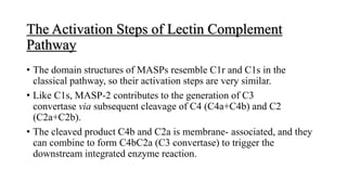 The Activation Steps of Lectin Complement
Pathway
• The domain structures of MASPs resemble C1r and C1s in the
classical pathway, so their activation steps are very similar.
• Like C1s, MASP-2 contributes to the generation of C3
convertase via subsequent cleavage of C4 (C4a+C4b) and C2
(C2a+C2b).
• The cleaved product C4b and C2a is membrane- associated, and they
can combine to form C4bC2a (C3 convertase) to trigger the
downstream integrated enzyme reaction.
 