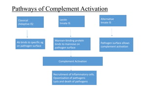 Pathways of Complement Activation
Classical
(Adaptive IS)
Lectin
Innate IS
Alternative
Innate IS
Ab binds to specific ag
on pathogen surface
Mannan-binding protein
binds to mannose on
pathogen surface
Pathogen surface allows
complement activation
Complement Activation
Recruitment of Inflammatory cells.
Opsonisation of pathogens
Lysis and death of pathogens
 