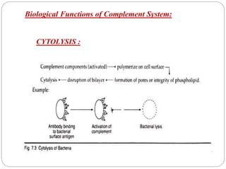 Biological Functions of Complement System:
CYTOLYSIS :
 