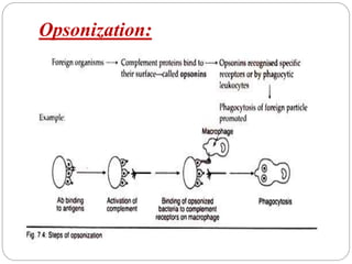 Opsonization:
 