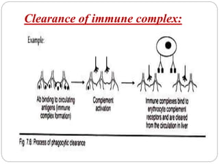 Clearance of immune complex:
 