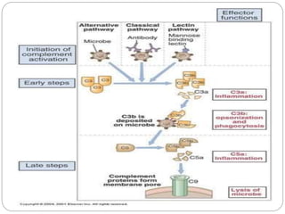 Complement system