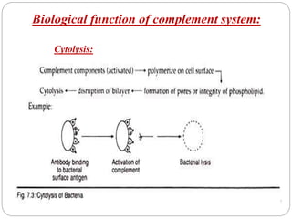Biological function of complement system:
Cytolysis:
 