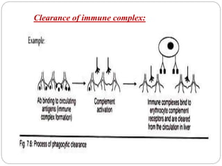 Clearance of immune complex:
 