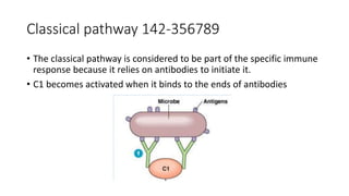 Classical pathway 142-356789
• The classical pathway is considered to be part of the specific immune
response because it relies on antibodies to initiate it.
• C1 becomes activated when it binds to the ends of antibodies
 