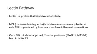 Lectin Pathway
• Lectin is a protein that binds to carbohydrate
• MBL (mannose-binding lectin) binds to mannose on many bacterial
cells MBL is produced by liver in acute-phase inflammatory reactions
• Once MBL binds to target cell, 2 serine proteases (MASP-1, MASP-2)
bind Acts like C1
 