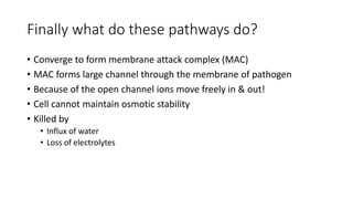 Finally what do these pathways do?
• Converge to form membrane attack complex (MAC)
• MAC forms large channel through the membrane of pathogen
• Because of the open channel ions move freely in & out!
• Cell cannot maintain osmotic stability
• Killed by
• Influx of water
• Loss of electrolytes
 