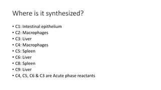Where is it synthesized?
• C1: Intestinal epithelium
• C2: Macrophages
• C3: Liver
• C4: Macrophages
• C5: Spleen
• C6: Liver
• C8: Spleen
• C9: Liver
• C4, C5, C6 & C3 are Acute phase reactants
 