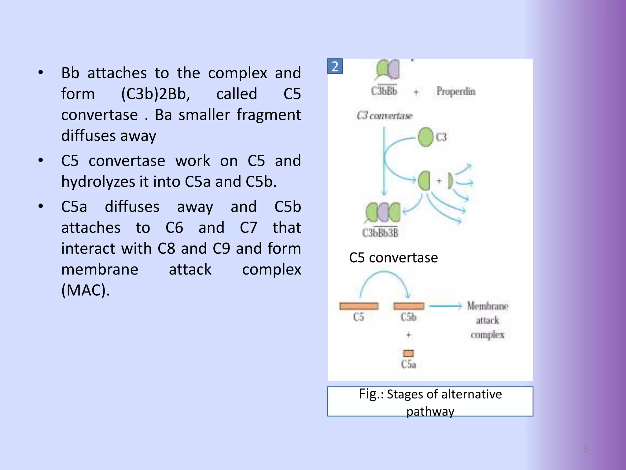Complement System.pptx
