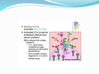 COMPLEMENT SYSTEM.pptx