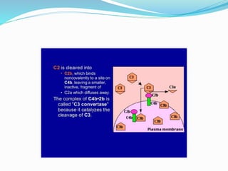 COMPLEMENT SYSTEM.pptx