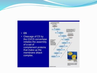 COMPLEMENT SYSTEM.pptx