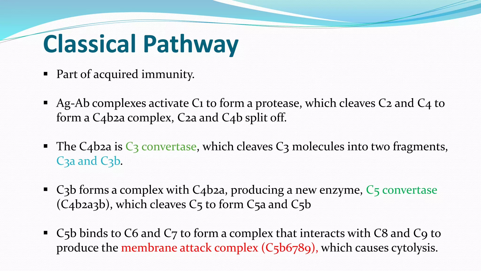  Part of acquired immunity.
 Ag-Ab complexes activate C1 to form a protease, which cleaves C2 and C4 to
form a C4b2a complex, C2a and C4b split off.
 The C4b2a is C3 convertase, which cleaves C3 molecules into two fragments,
C3a and C3b.
 C3b forms a complex with C4b2a, producing a new enzyme, C5 convertase
(C4b2a3b), which cleaves C5 to form C5a and C5b
 C5b binds to C6 and C7 to form a complex that interacts with C8 and C9 to
produce the membrane attack complex (C5b6789), which causes cytolysis.
Classical Pathway
 