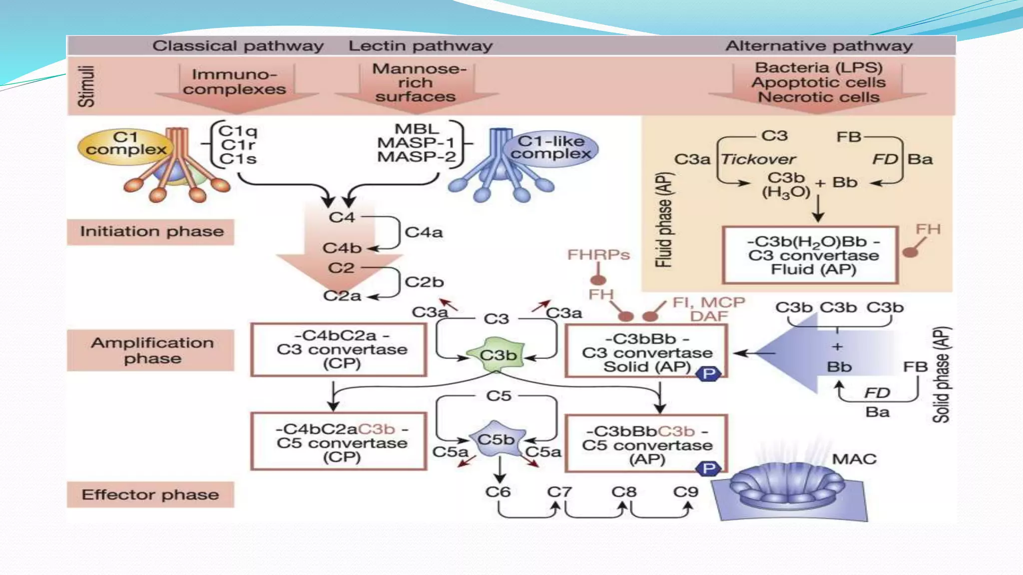 Complement system.pptx