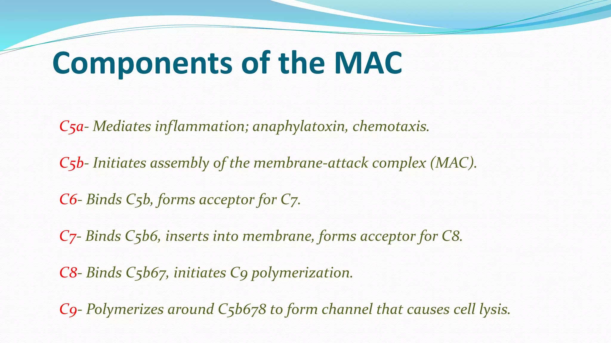 C5a- Mediates inflammation; anaphylatoxin, chemotaxis.
C5b- Initiates assembly of the membrane-attack complex (MAC).
C6- Binds C5b, forms acceptor for C7.
C7- Binds C5b6, inserts into membrane, forms acceptor for C8.
C8- Binds C5b67, initiates C9 polymerization.
C9- Polymerizes around C5b678 to form channel that causes cell lysis.
Components of the MAC
 