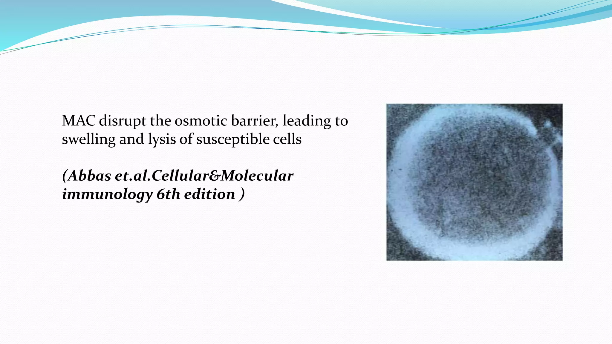 MAC disrupt the osmotic barrier, leading to
swelling and lysis of susceptible cells
(Abbas et.al.Cellular&Molecular
immunology 6th edition )
 