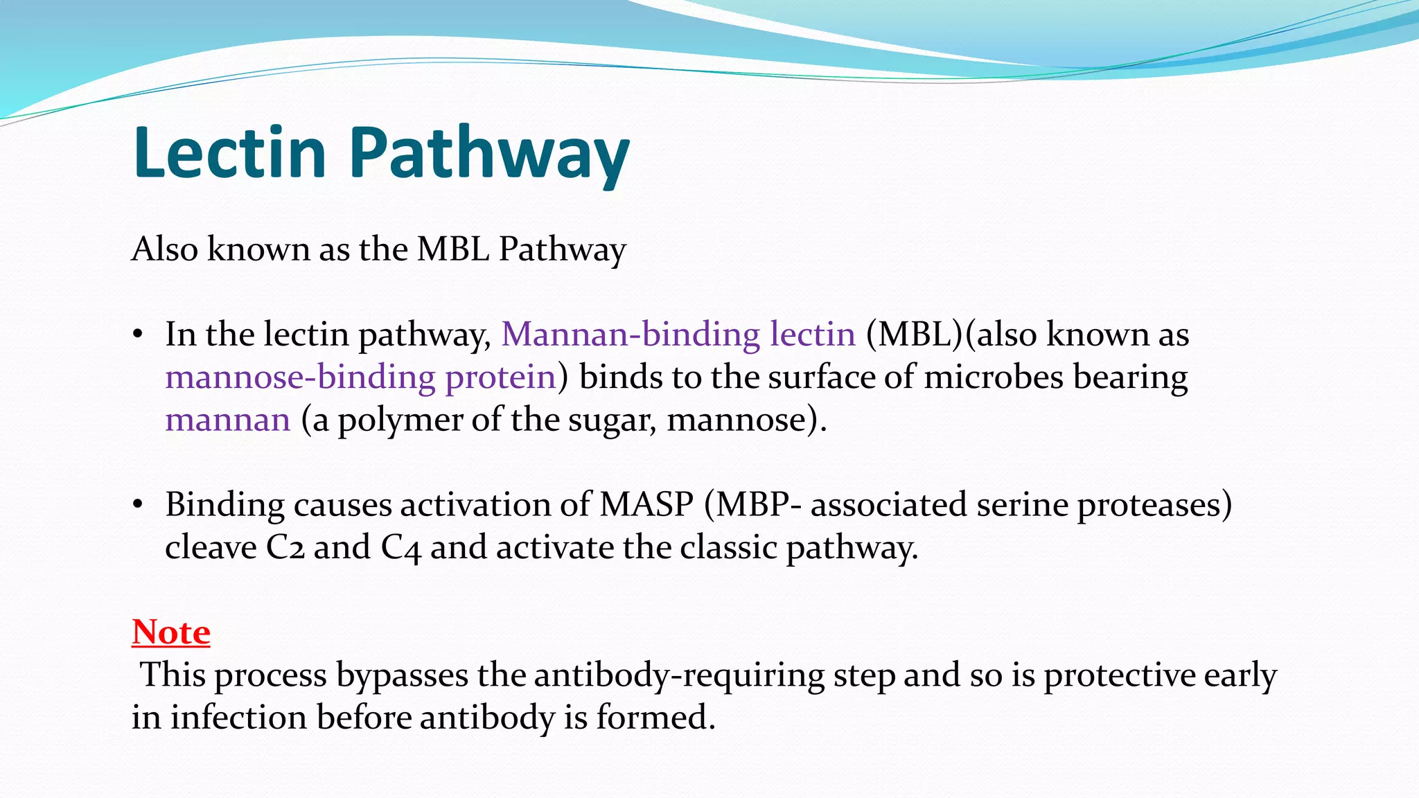 Also known as the MBL Pathway
• In the lectin pathway, Mannan-binding lectin (MBL)(also known as
mannose-binding protein) binds to the surface of microbes bearing
mannan (a polymer of the sugar, mannose).
• Binding causes activation of MASP (MBP- associated serine proteases)
cleave C2 and C4 and activate the classic pathway.
Note
This process bypasses the antibody-requiring step and so is protective early
in infection before antibody is formed.
Lectin Pathway
 