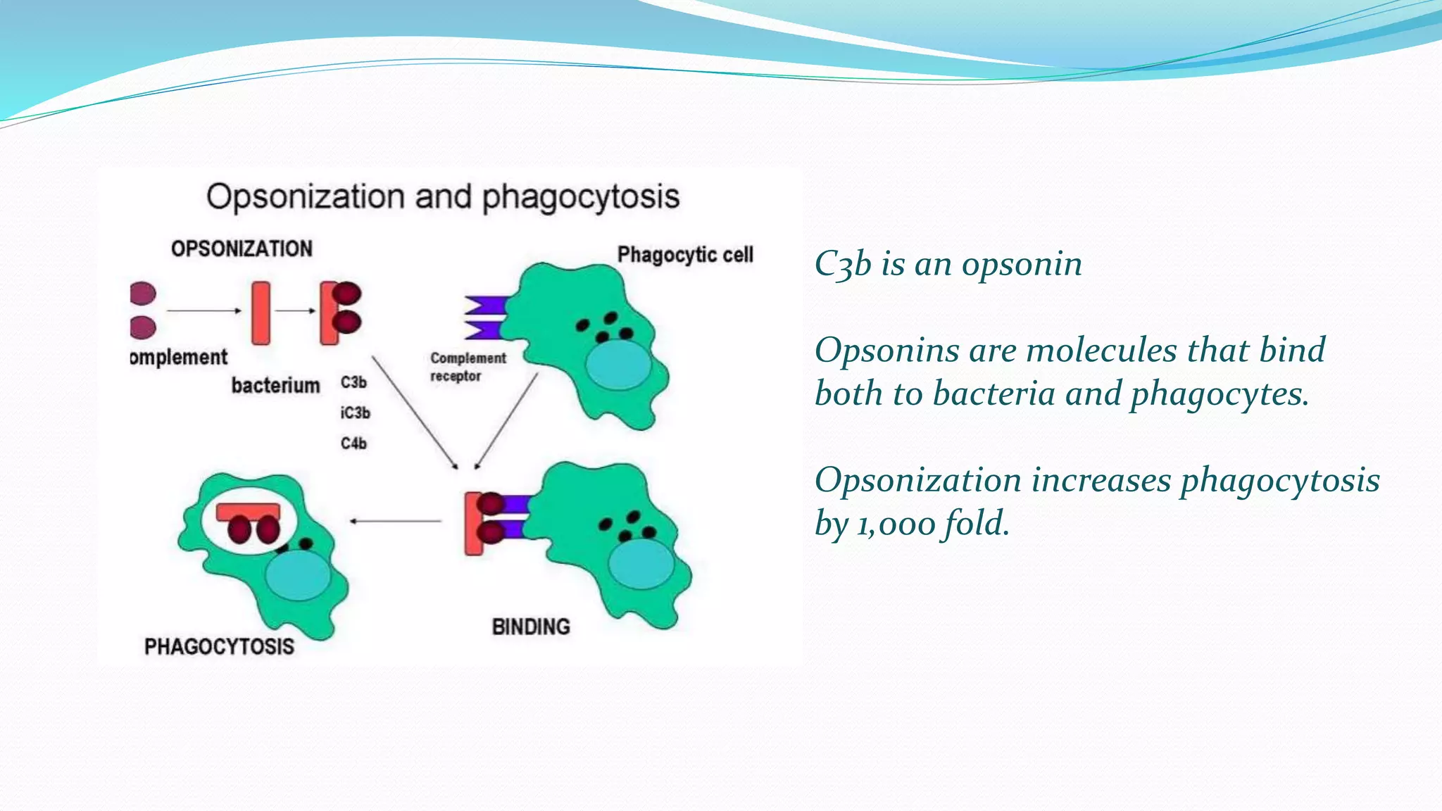 C3b is an opsonin
Opsonins are molecules that bind
both to bacteria and phagocytes.
Opsonization increases phagocytosis
by 1,000 fold.
 