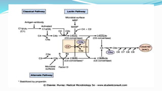 Complement system.pptx