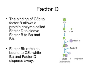 Complement System-Properties and functions | PPT