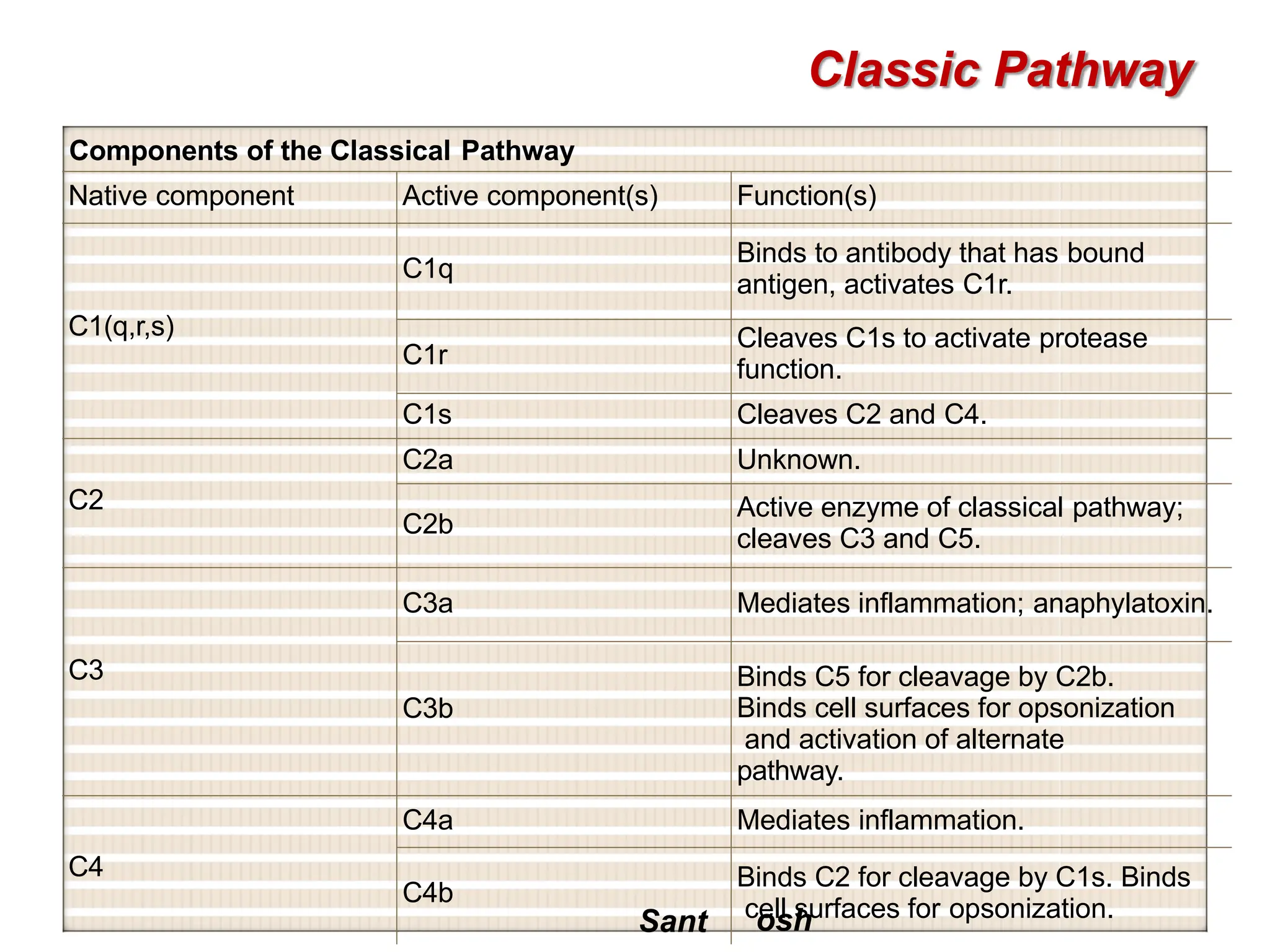 Classic Pathway
Components of the Classical Pathway
Native component Active component(s) Function(s)
C1(q,r,s)
C1q
Binds to antibody that has bound
antigen, activates C1r.
C1r
Cleaves C1s to activate protease
function.
C1s Cleaves C2 and C4.
C2
C2a Unknown.
C2b
Active enzyme of classical pathway;
cleaves C3 and C5.
C3
C3a Mediates inflammation; anaphylatoxin.
C3b
Binds C5 for cleavage by C2b.
Binds cell surfaces for opsonization
and activation of alternate
pathway.
C4
C4a Mediates inflammation.
C4b
Sant
Binds C2 for cleavage by C1s. Binds
cell surfaces for opsonization.
osh
 