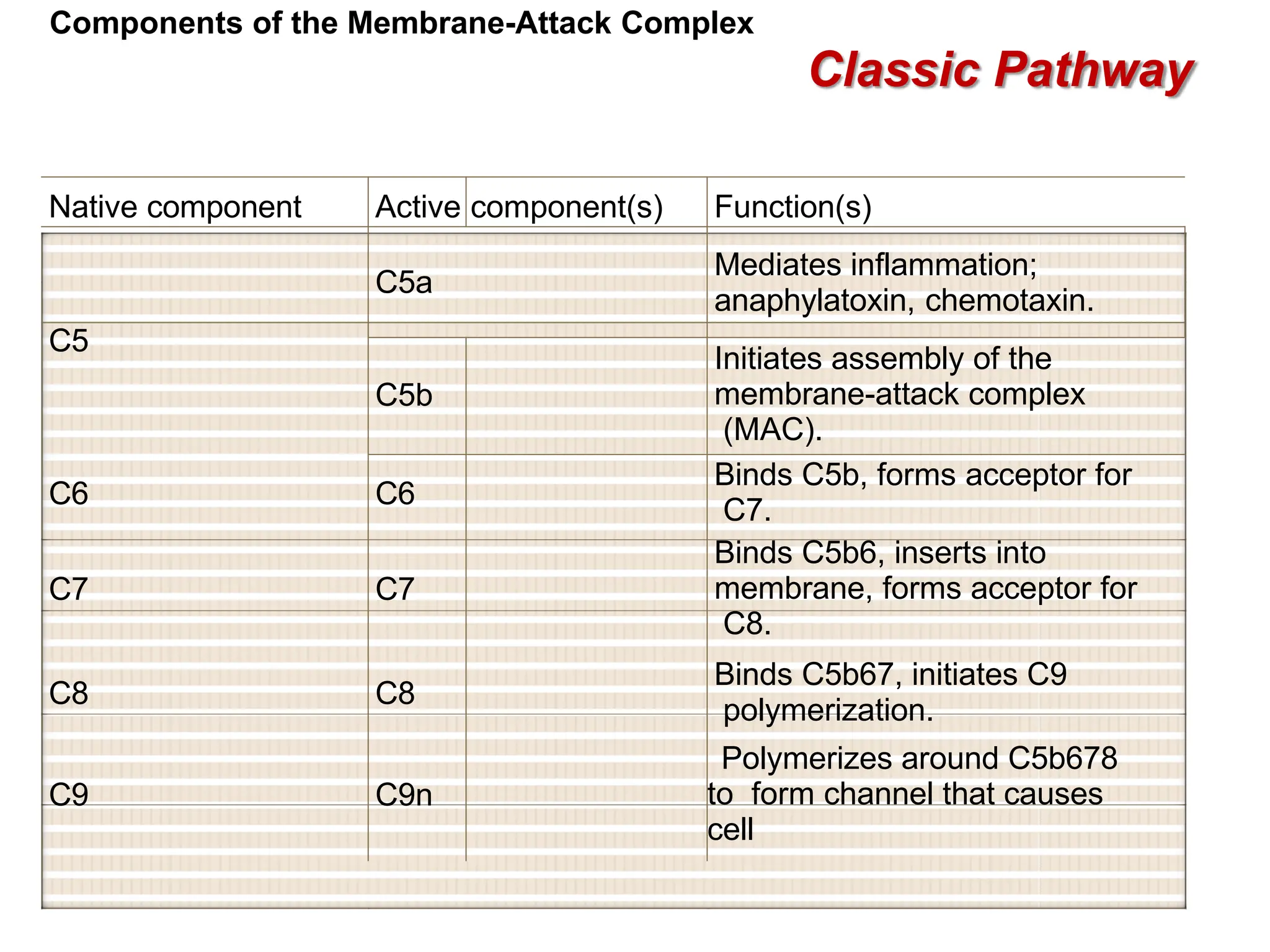Classic Pathway
Components of the Membrane-Attack Complex
Native component Active component(s) Function(s)
C5a
Mediates inflammation;
anaphylatoxin, chemotaxin.
C5
C5b
Initiates assembly of the
membrane-attack complex
(MAC).
C6 C6
Binds C5b, forms acceptor for
C7.
C7 C7
Binds C5b6, inserts into
membrane, forms acceptor for
C8.
C8 C8
Binds C5b67, initiates C9
polymerization.
C9 C9n
Polymerizes around C5b678
to form channel that causes
cell
 