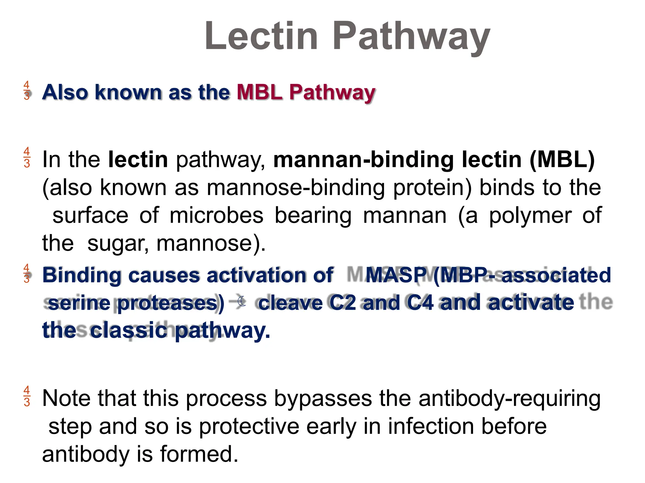 Lectin Pathway
 Also known as the MBL Pathway
 In the lectin pathway, mannan-binding lectin (MBL)
(also known as mannose-binding protein) binds to the
surface of microbes bearing mannan (a polymer of
the sugar, mannose).
 Binding causes activation of MASP (MBP- associated
serine proteases)  cleave C2 and C4 and activate
the classic pathway.
 Note that this process bypasses the antibody-requiring
step and so is protective early in infection before
antibody is formed.
 