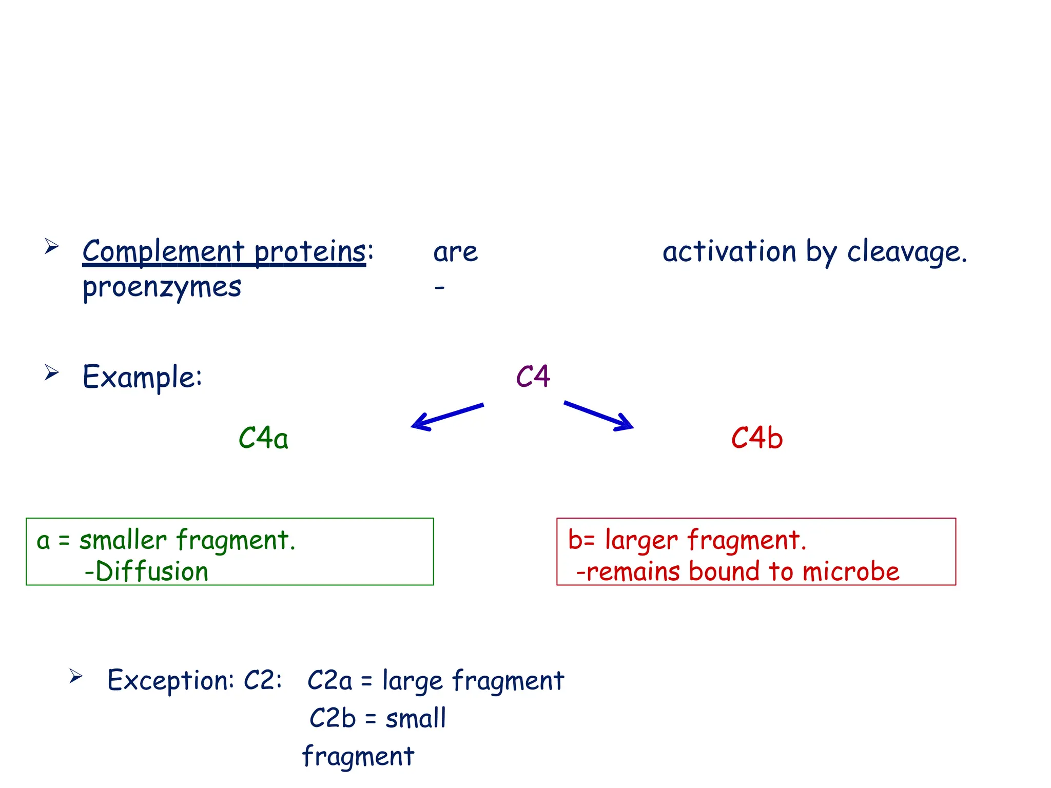  Complement proteins: are
proenzymes -
activation by cleavage.
 Example: C4
 Exception: C2: C2a = large fragment
C2b = small
fragment
a = smaller fragment.
-Diffusion
b= larger fragment.
-remains bound to microbe
C4a C4b
 