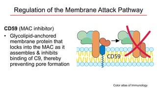 Complement System.pdf immunology lecture | PDF