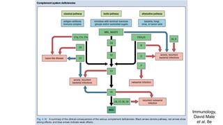 Complement System.pdf immunology lecture | PDF