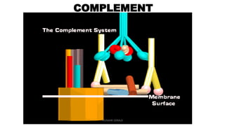COMPLEMENT SYSTEM.physiology year 2.1 vital | PPT