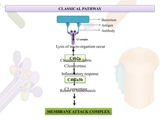 complement system types and pathway pptx | PPTX