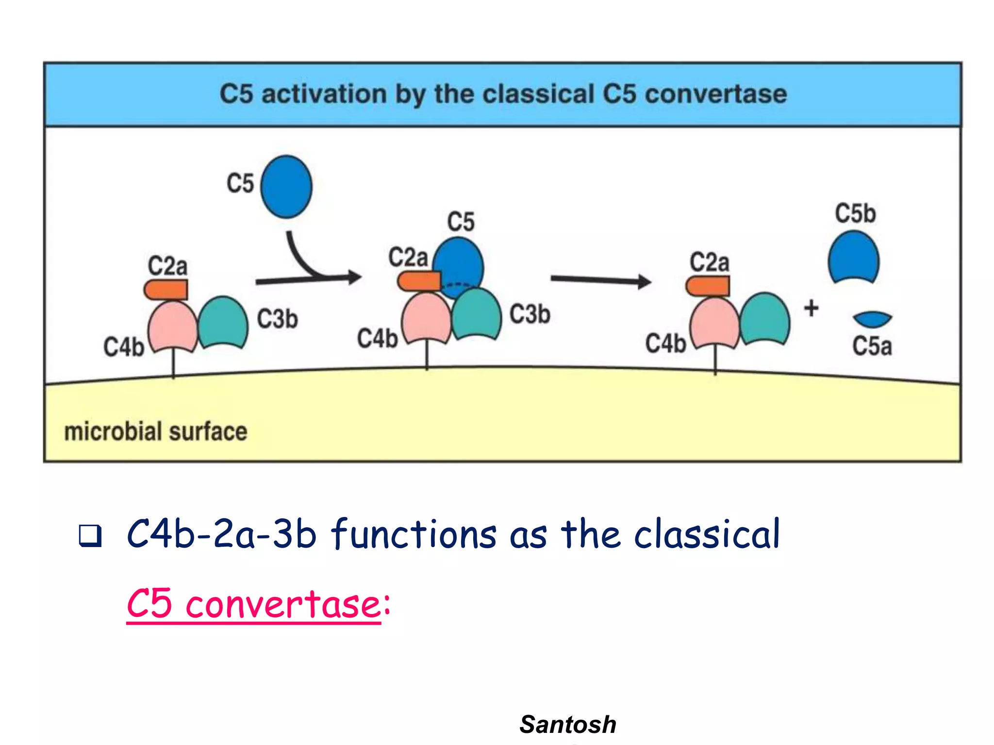 Santosh
 C4b-2a-3b functions as the classical
C5 convertase:
 