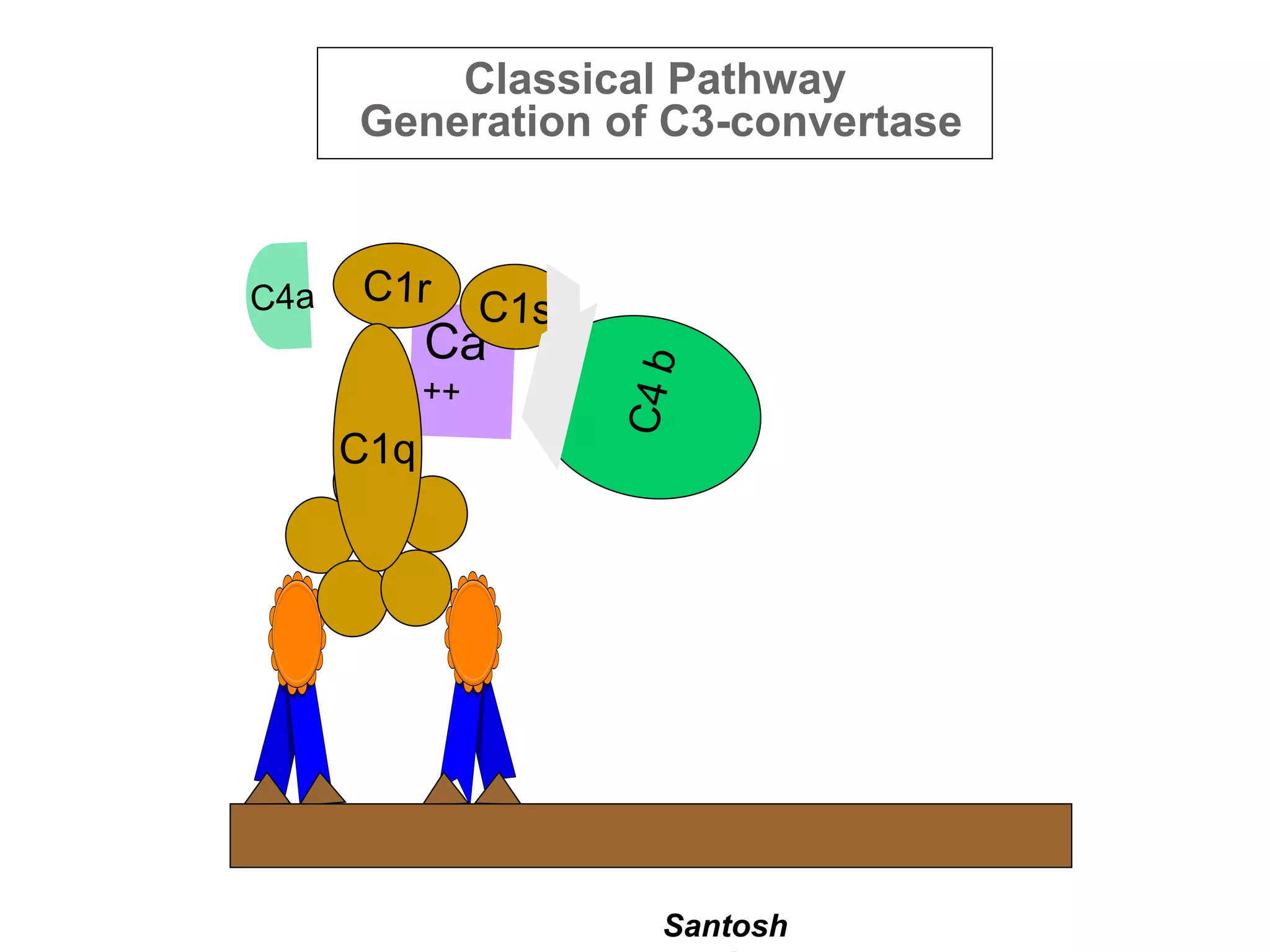 Santosh
Classical Pathway
Generation of C3-convertase
 