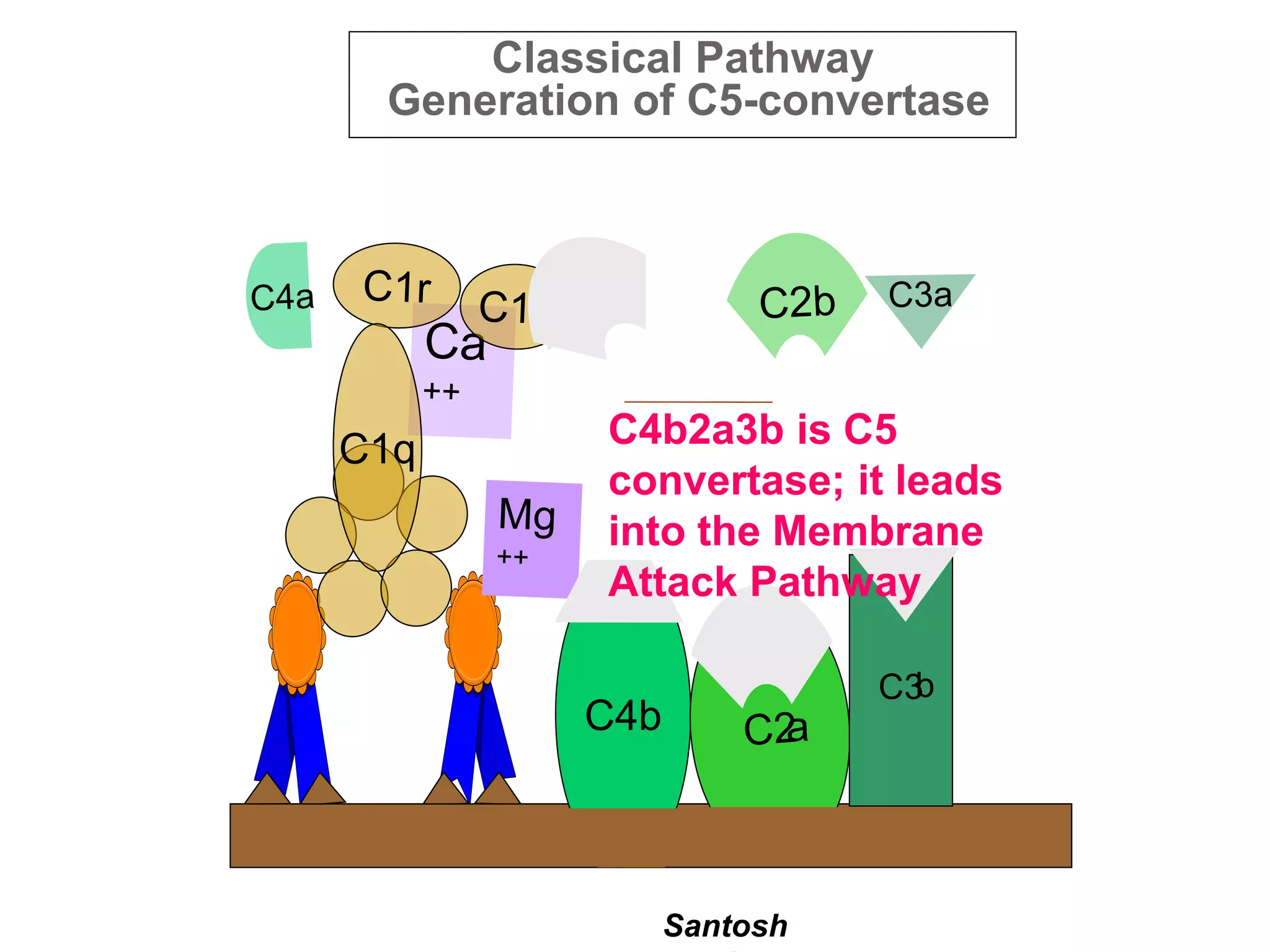 Santosh
Classical Pathway
Generation of C5-convertase
C4b
C3b
C4b2a3b is C5
convertase; it leads
into the Membrane
Attack Pathway
 