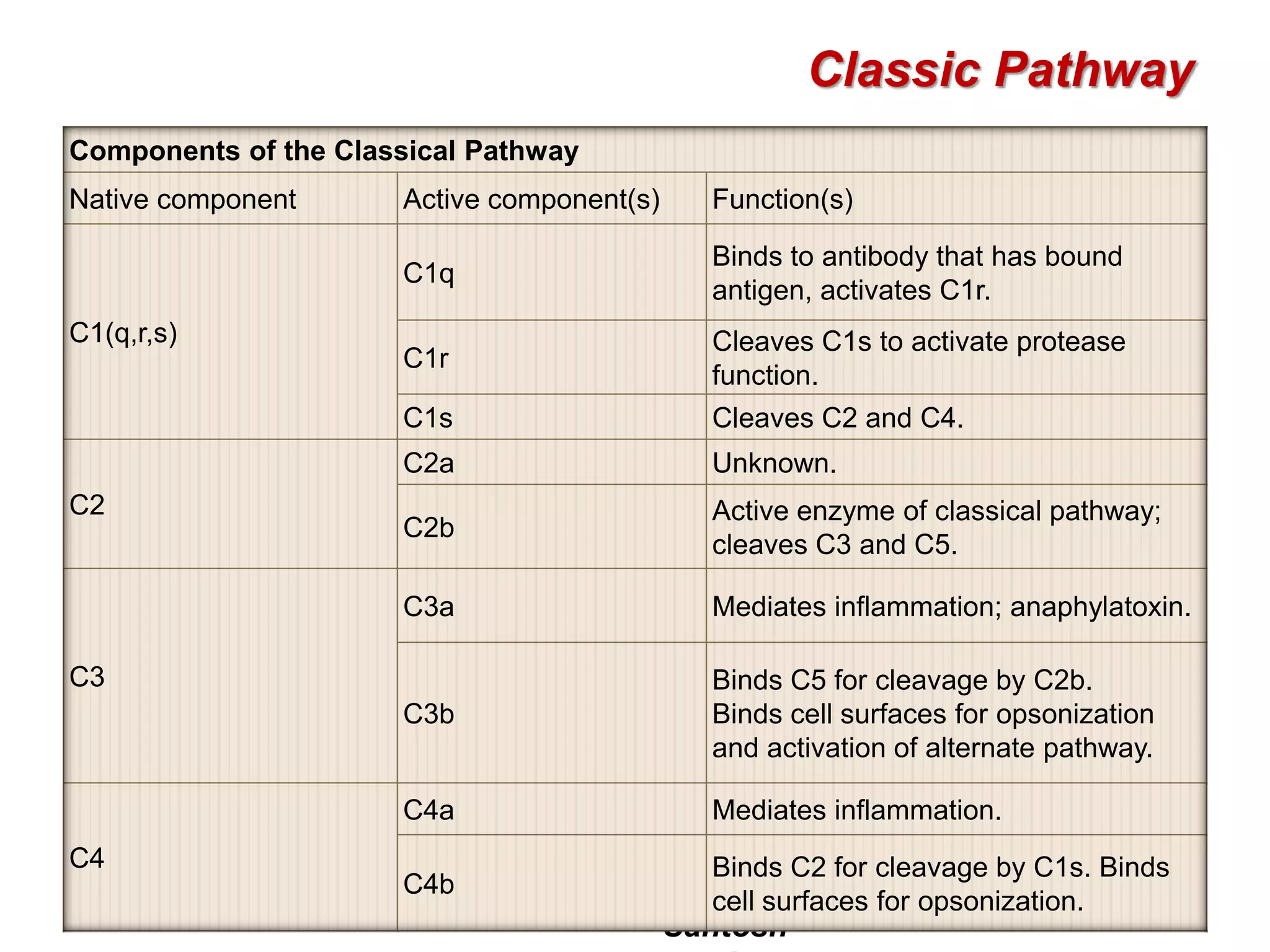 Santosh
Classic Pathway
Components of the Classical Pathway
Native component Active component(s) Function(s)
C1(q,r,s)
C1q
Binds to antibody that has bound
antigen, activates C1r.
C1r
Cleaves C1s to activate protease
function.
C1s Cleaves C2 and C4.
C2
C2a Unknown.
C2b
Active enzyme of classical pathway;
cleaves C3 and C5.
C3
C3a Mediates inflammation; anaphylatoxin.
C3b
Binds C5 for cleavage by C2b.
Binds cell surfaces for opsonization
and activation of alternate pathway.
C4
C4a Mediates inflammation.
C4b
Binds C2 for cleavage by C1s. Binds
cell surfaces for opsonization.
 