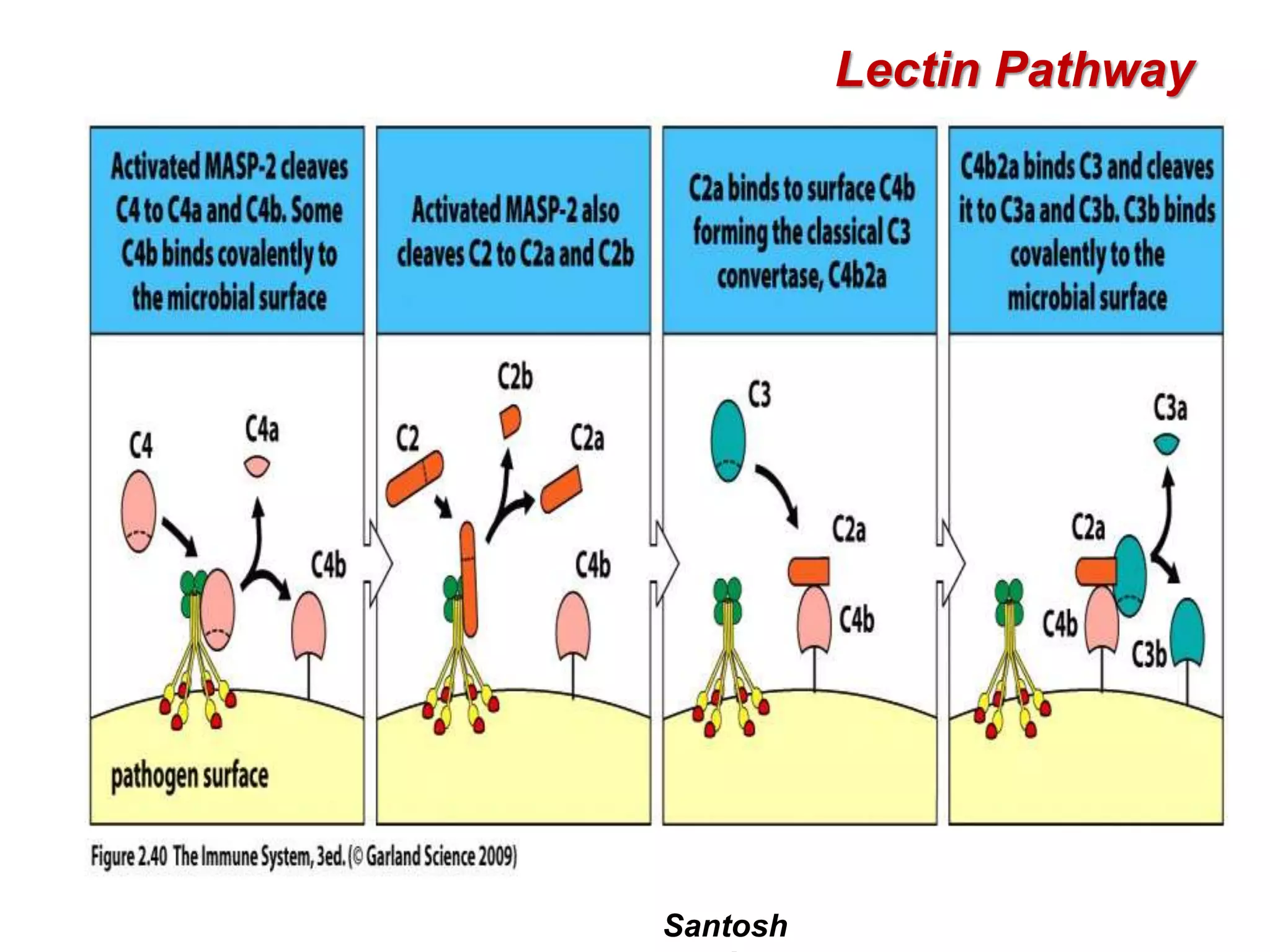 Santosh
Lectin Pathway
 