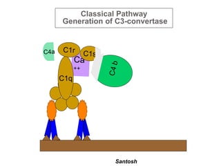 Santosh
Classical Pathway
Generation of C3-convertase
 