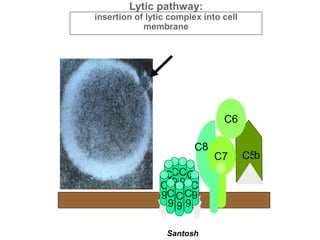Santosh
Lytic pathway:
insertion of lytic complex into cell
membrane
b
C6
C7
C
9
C
9
C
9
C
9C
9
C
9C
9
C
9
C
9
 