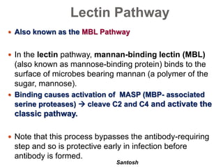 Santosh
Lectin Pathway
 Also known as the MBL Pathway
 In the lectin pathway, mannan-binding lectin (MBL)
(also known as mannose-binding protein) binds to the
surface of microbes bearing mannan (a polymer of the
sugar, mannose).
 Binding causes activation of MASP (MBP- associated
serine proteases)  cleave C2 and C4 and activate the
classic pathway.
 Note that this process bypasses the antibody-requiring
step and so is protective early in infection before
antibody is formed.
 