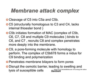 Santosh
Membrane attack complex
 Cleavage of C5 into C5a and C5b.
 C5 (structurally homologous to C3 and C4, lacks
internal thioester bond )
 C5b initiates formation of MAC (complex of C5b,
C6, C7, C8 and multiple C9 molecules ) binds to
C6, and C7 , recruits C8 and complex penetrates
more deeply into the membrane.
 C9, a pore-forming molecule with homology to
perforin. The complex of C5b678 forms a nidus for
C9 binding and polymerization
 Penetrates membrane bilayers to form pores
 Disrupt the osmotic barrier, leading to swelling and
lysis of susceptible cells Abbas et.al.Cellular&Molecular immunology 6th edition
 