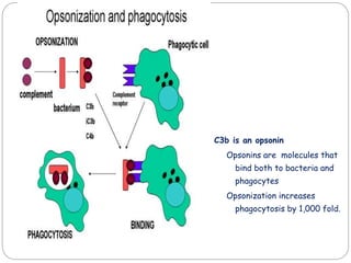 Santosh
C3b is an opsonin
Opsonins are molecules that
bind both to bacteria and
phagocytes
Opsonization increases
phagocytosis by 1,000 fold.
 